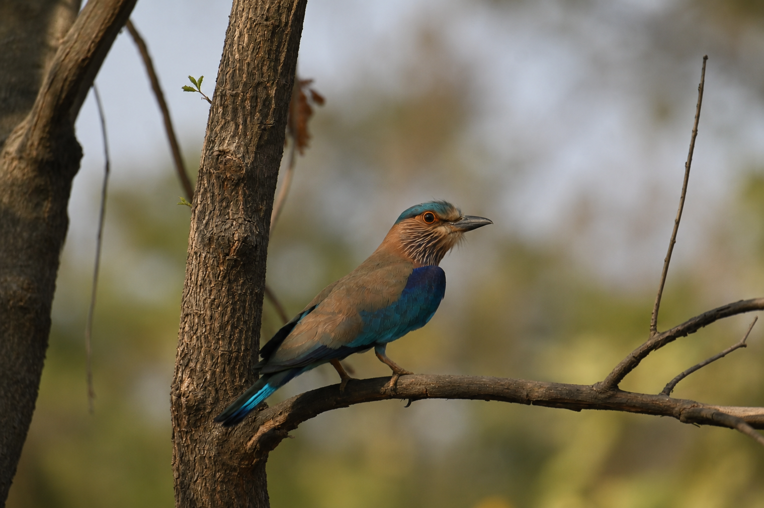 Buffer zone Satpura Tiger Reserve wildlife trail jungle Madhya Pradesh