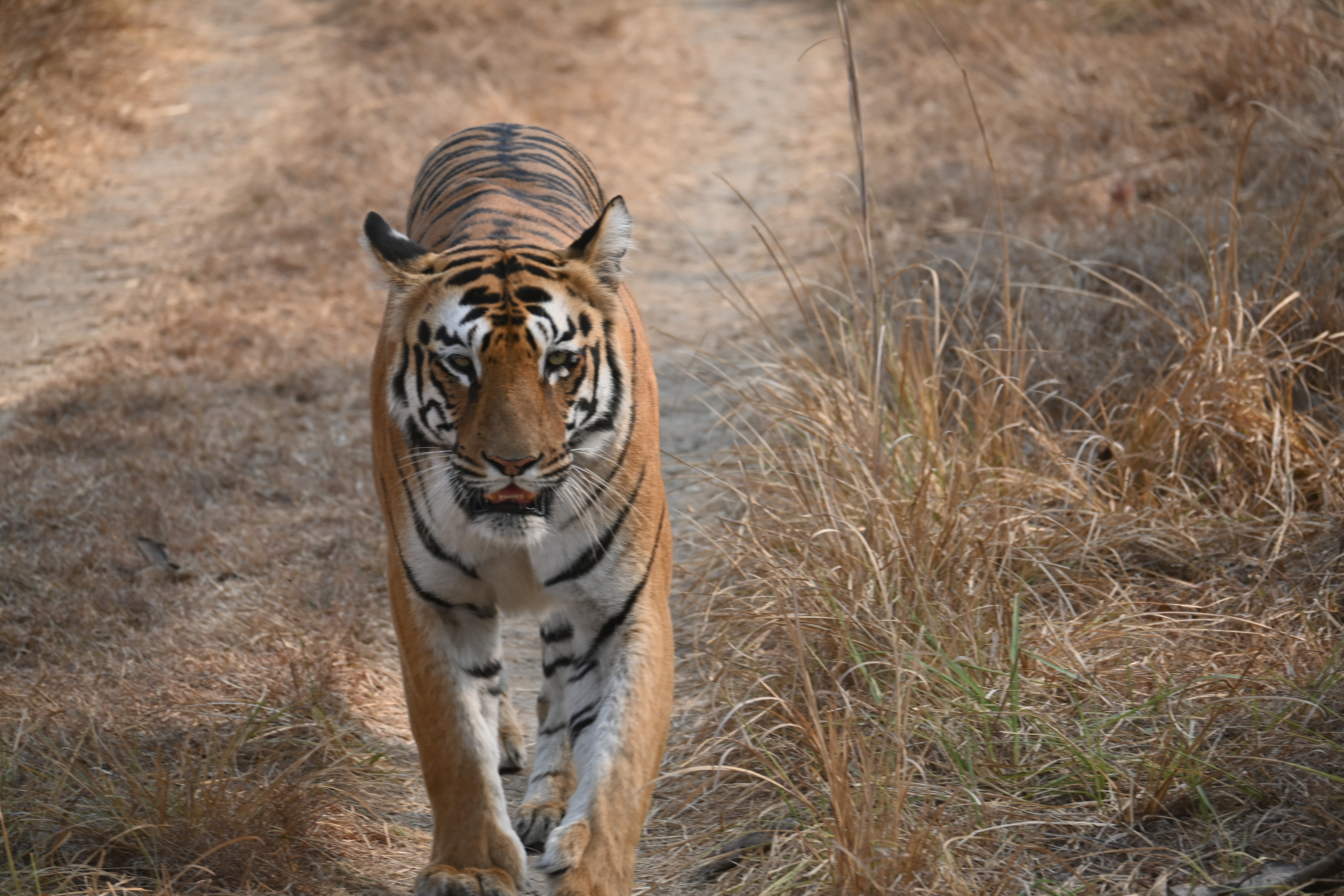Madai Denwa riverfront Satpura Tiger Reserve boat safari birdwatching