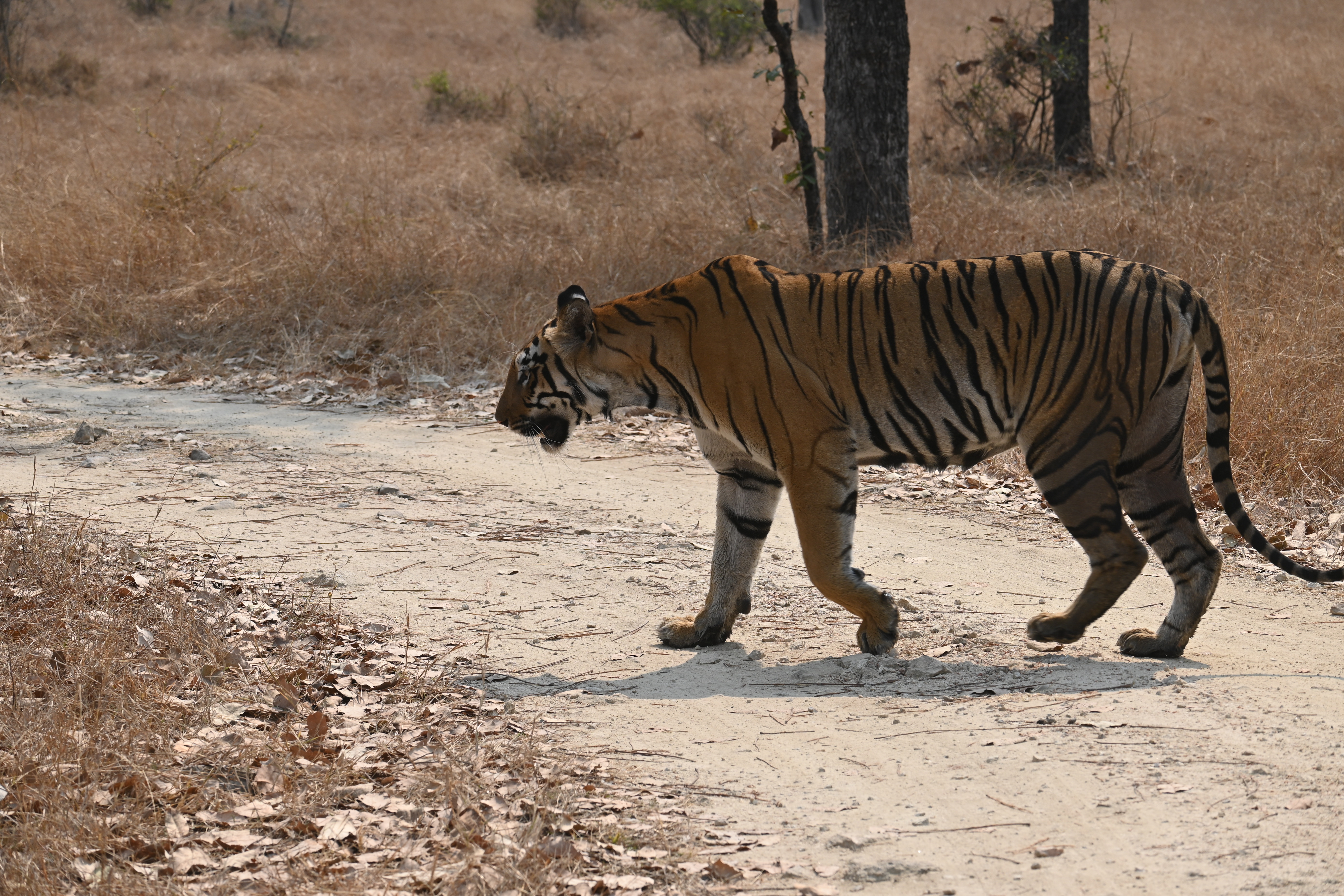 Madai Denwa riverfront Satpura Tiger Reserve boat safari birdwatching