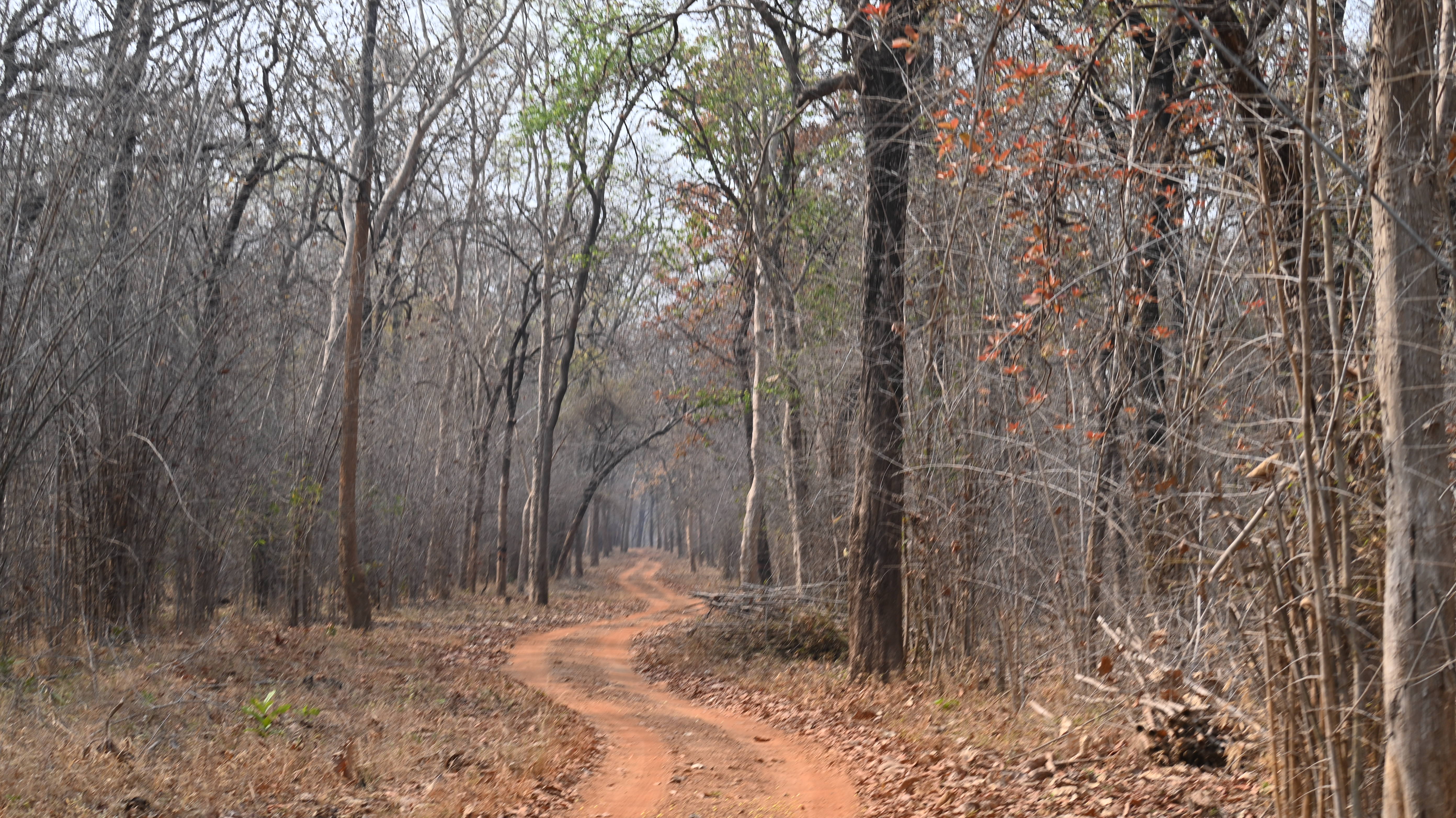 Buffer zone Satpura Tiger Reserve wildlife trail jungle Madhya Pradesh