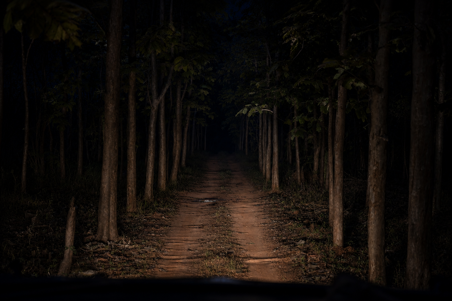 Forest path at Satpura Tiger Trails at night