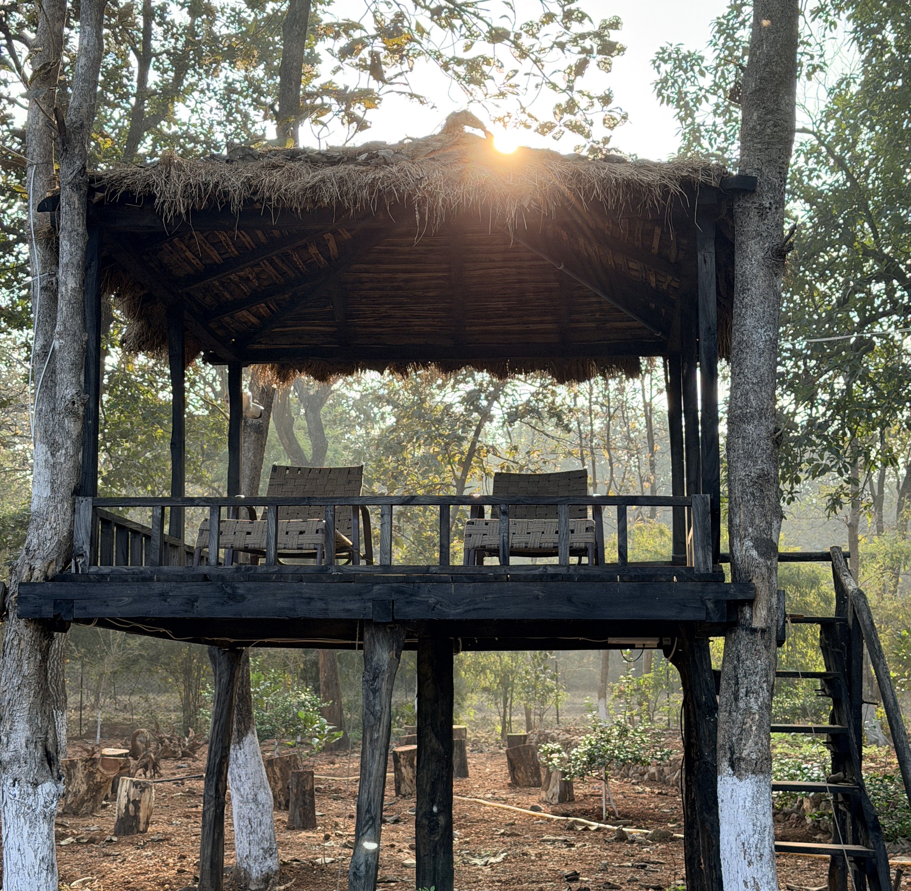 Wooden watchtower Satpura jungle forest canopy wildlife spotting Madhya Pradesh